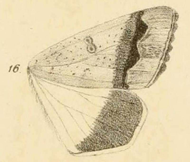 Fig.16-Ophiusa dianaris (Guenée, 1852) (syn.Pandesma tempica)