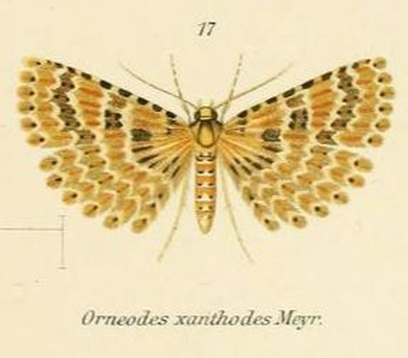 Fig.17-Alucita xanthodes