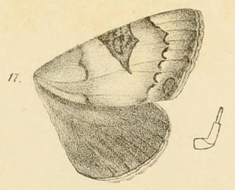 Fig.17-Tolna limula (Möschler, 1883) (Epistona)