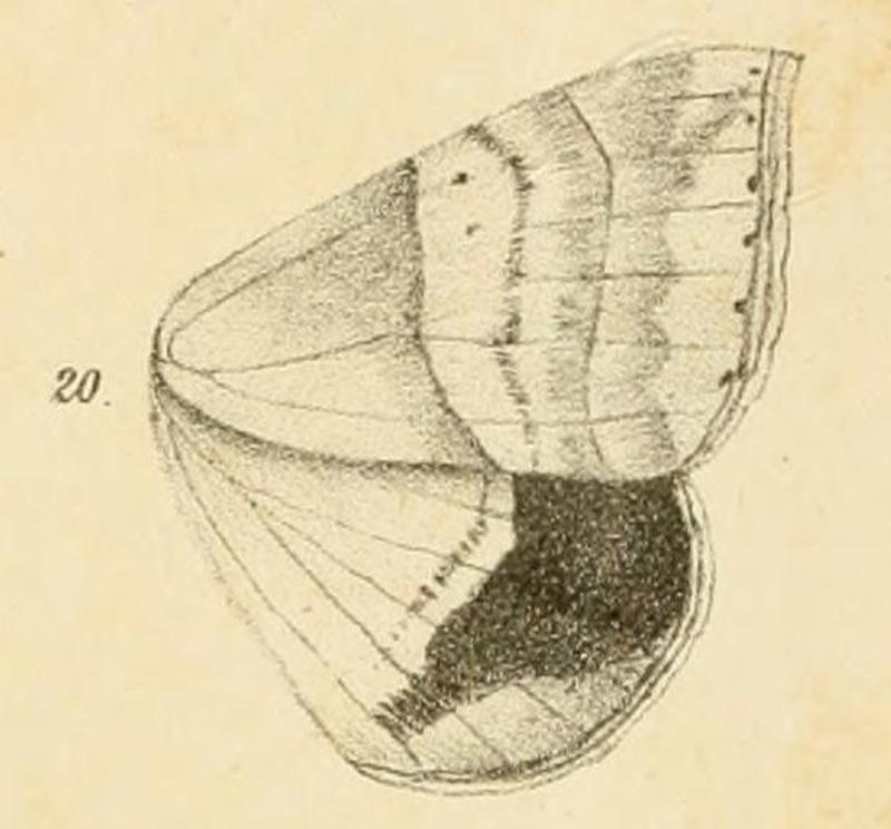 Fig.20-Achaea indeterminata (Walker, 1865) (syn.O.demta)