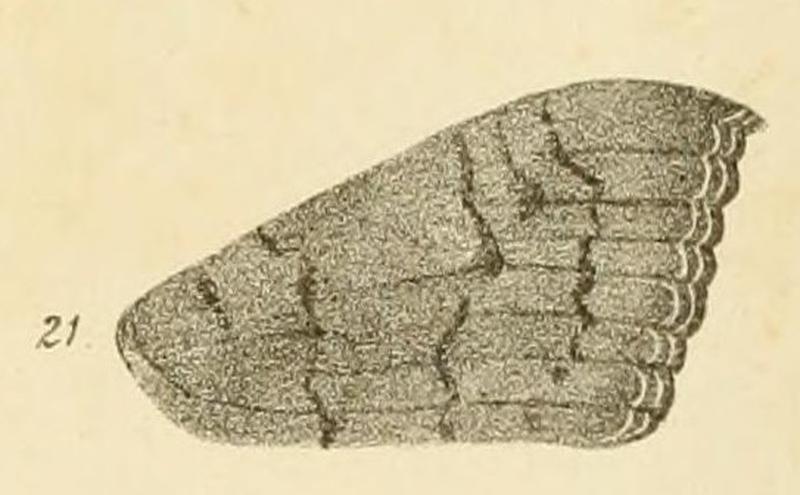 Fig.21-Ophisma exuleata Möschler, 1884