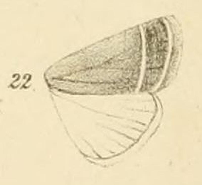 Fig.22-Polypogon caffraria (Möschler, 1884) (Zanclognatha)