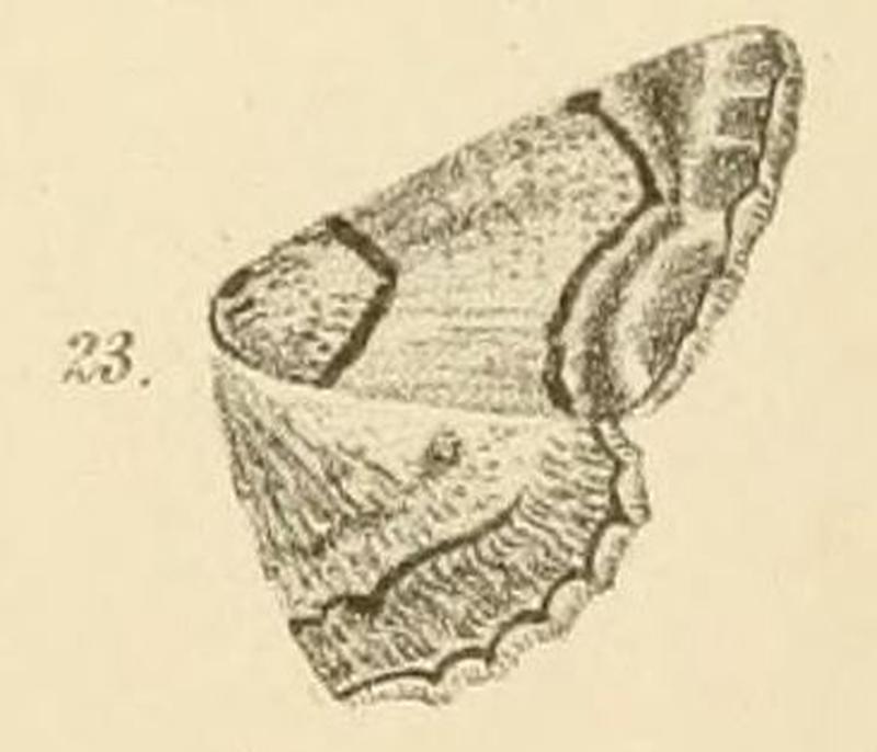 Fig.23-Omphalucha maturnaria (Möschler, 1884) (Boarmia)
