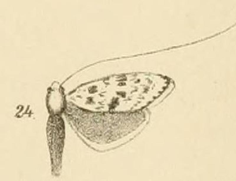 Fig.24-Ceromitia turpisella (Walker, 1863) (syn.A.caffrariella)