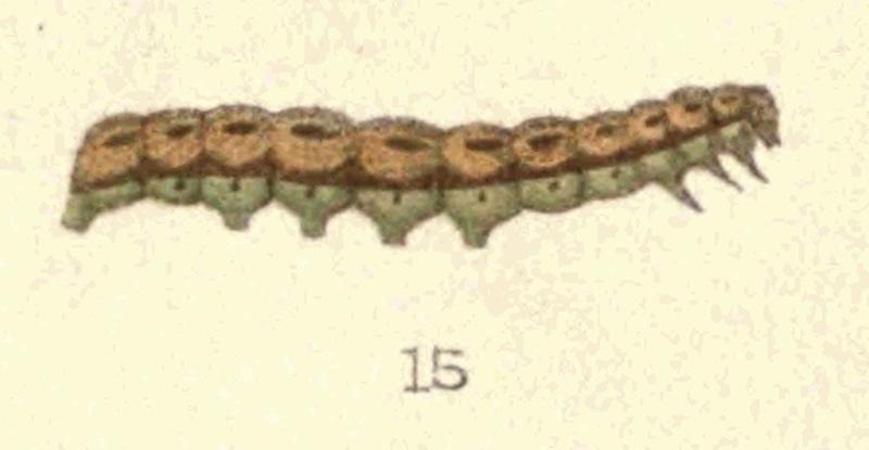 Fig. 15 Pl. III New Zealand Moths and Butterflies (1898) cropped)