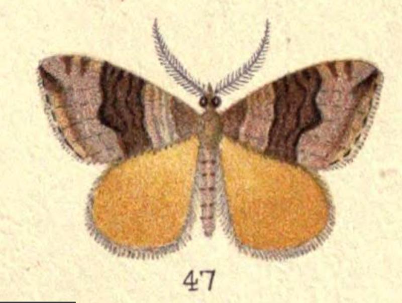 Fig. 47 Plate VII New Zealand Moths and Butterflies (1898)