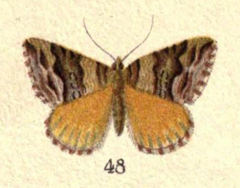 Fig. 48 Plate VII New Zealand Moths and Butterflies (1898)