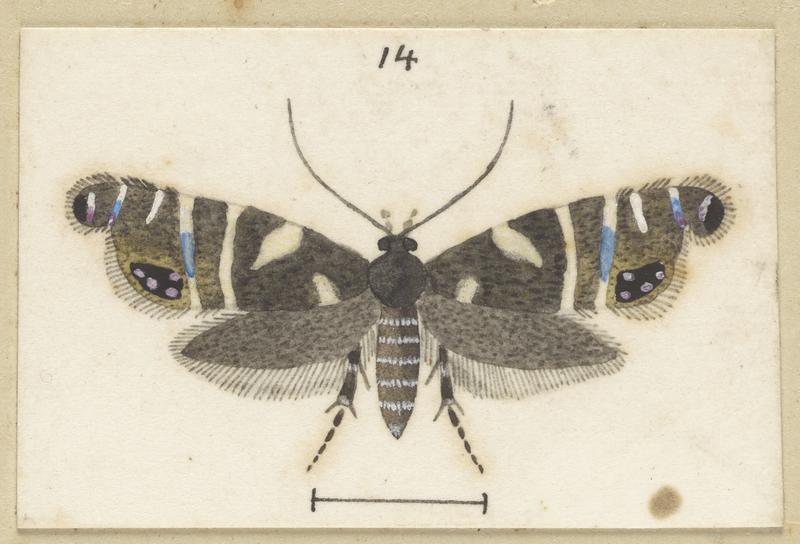 Plate XLVI. The butterflies and moths of New Zealand.