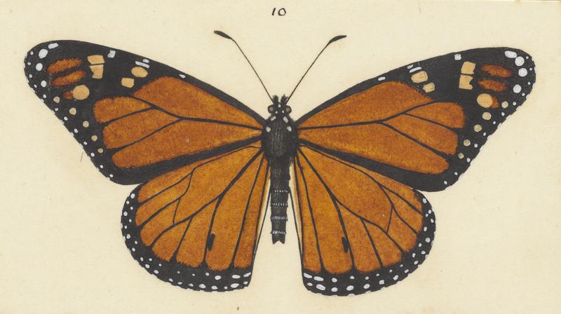 Plate IV. The butterflies and moths of New Zealand.