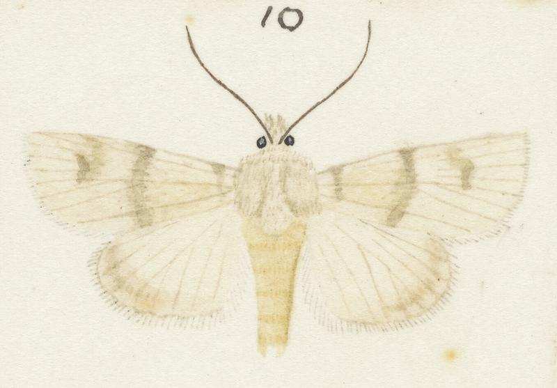 Plate X. The butterflies and moths of New Zealand.