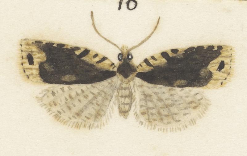 Plate XXV. The butterflies and moths of New Zealand.