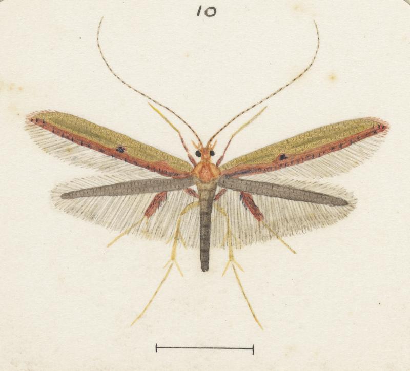 Plate XXXV. The butterflies and moths of New Zealand.