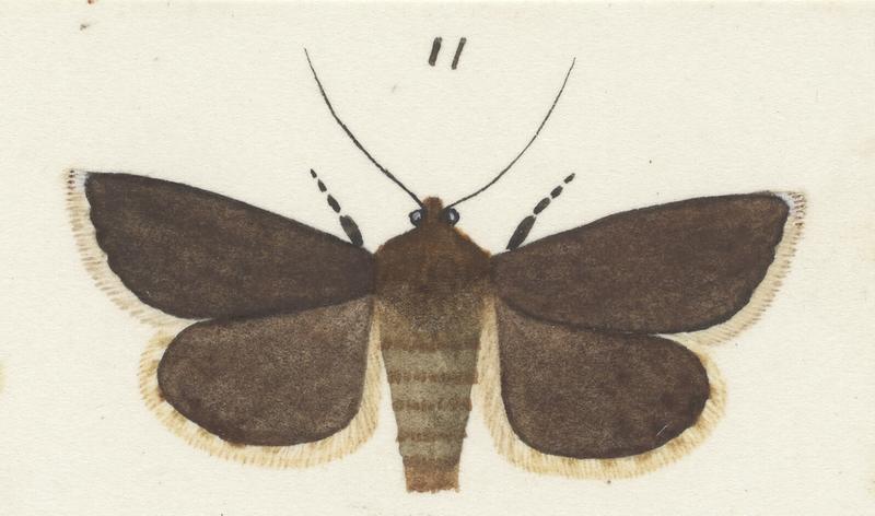 Plate X. The butterflies and moths of New Zealand.