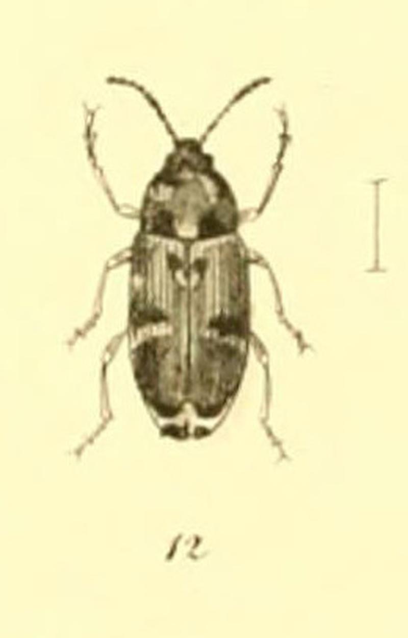 Fig 12 Musée entomologique illustré (6008159669) (cropped)