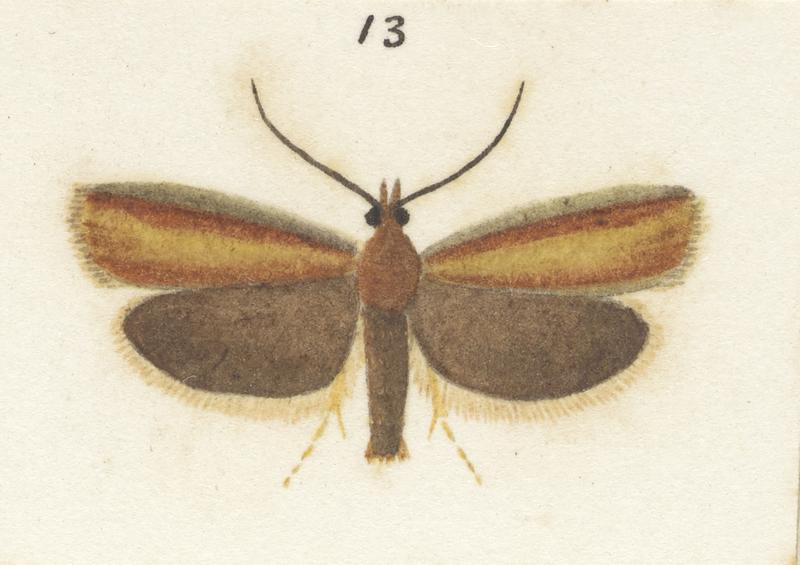 Plate XXV. The butterflies and moths of New Zealand.