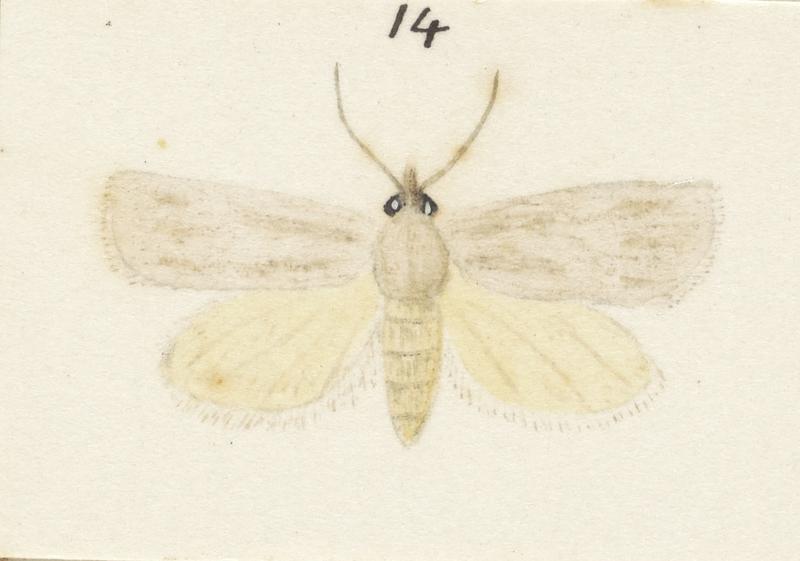 Plate XXV. The butterflies and moths of New Zealand.