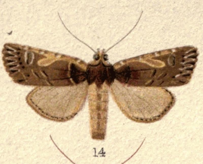 Fig 14 New Zealand Moths and Butterflies (1898) 05 (cropped)