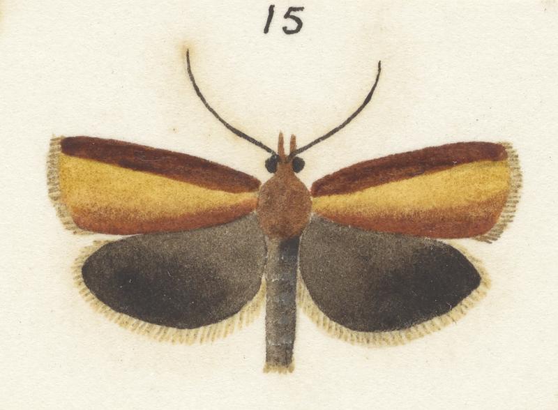 Plate XXV. The butterflies and moths of New Zealand.