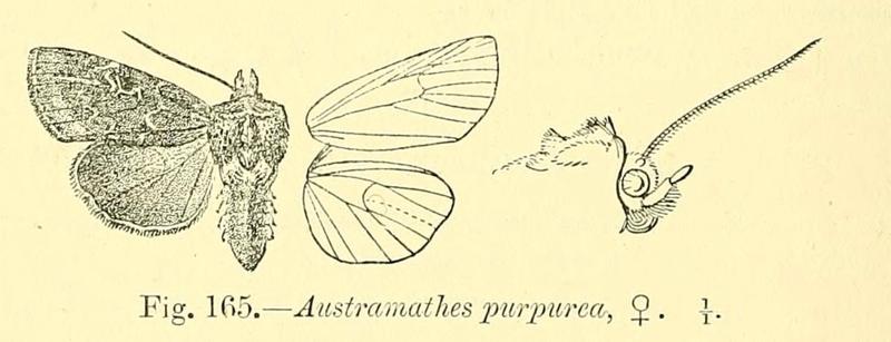 Fig 165 Vol 6 Catalogue of the Lepidoptera Phalaenae in the British Museum