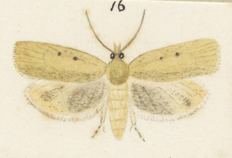 Plate XXV. The butterflies and moths of New Zealand.