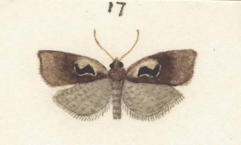 Plate XXV. The butterflies and moths of New Zealand.