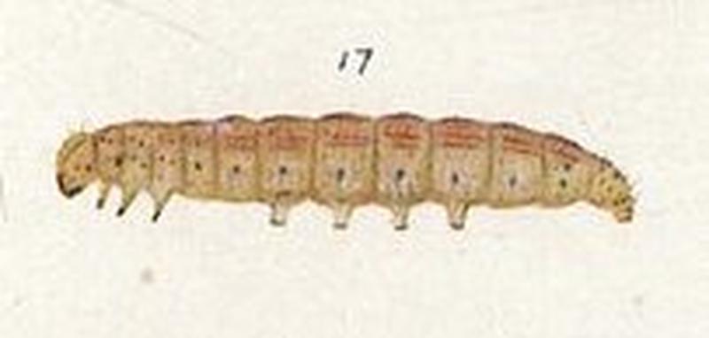 Fig 17 Plate I The butterflies & moths of NZ (cropped)