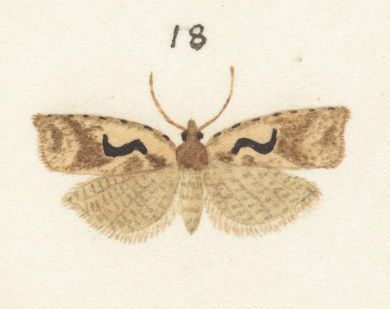 Plate XXV. The butterflies and moths of New Zealand.