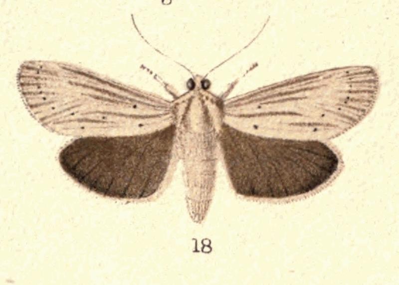 Fig 18 Plate IV New Zealand Moths and Butterflies (1898) (cropped)