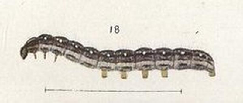 Fig 18 Plate I The butterflies & moths of NZ (cropped)