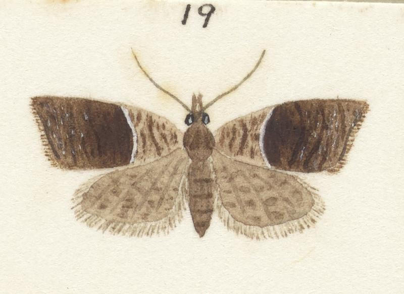 Plate XXV. The butterflies and moths of New Zealand.