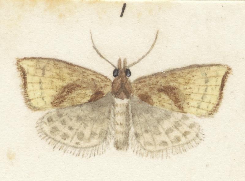 Plate XXV. The butterflies and moths of New Zealand.