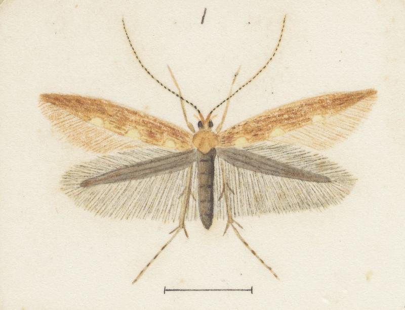 Plate XXXV. The butterflies and moths of New Zealand.