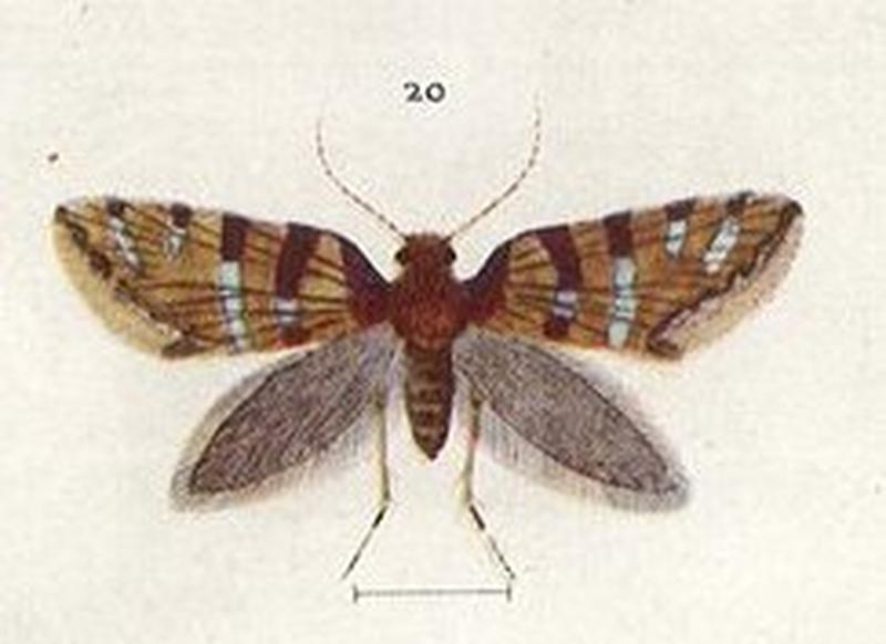 Fig 20 Plate XLVI The butterflies & moths of New Zealand (cropped)