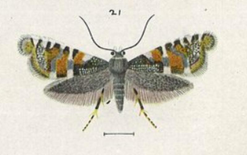 Fig 21. Glyphipterix euastera