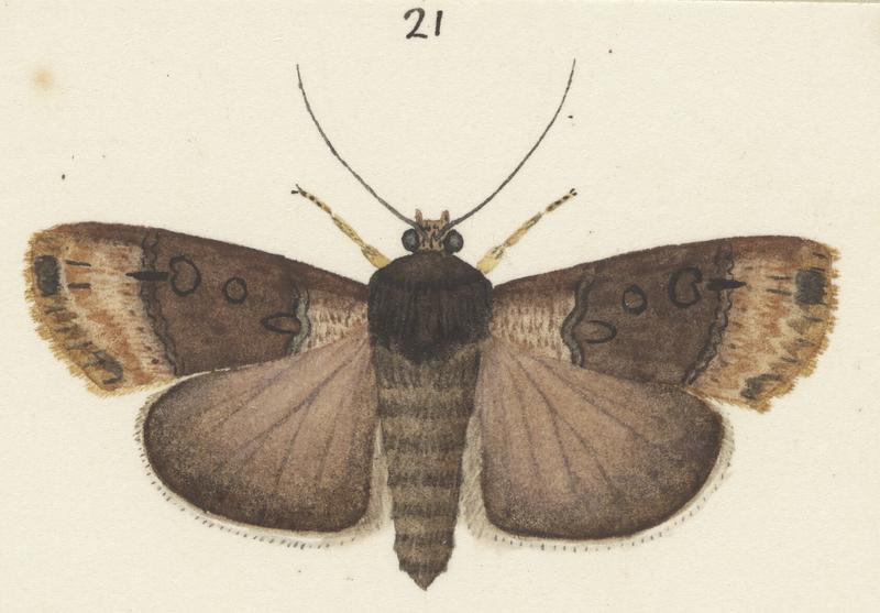 Plate VI. The butterflies and moths of New Zealand.