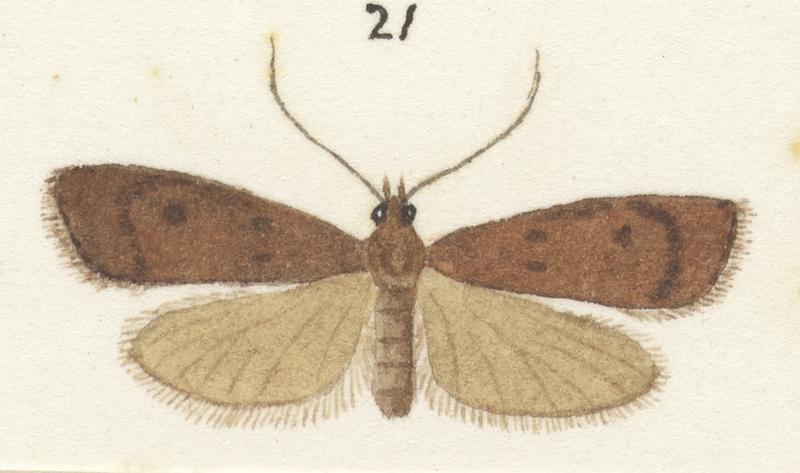 Plate XXV. The butterflies and moths of New Zealand.