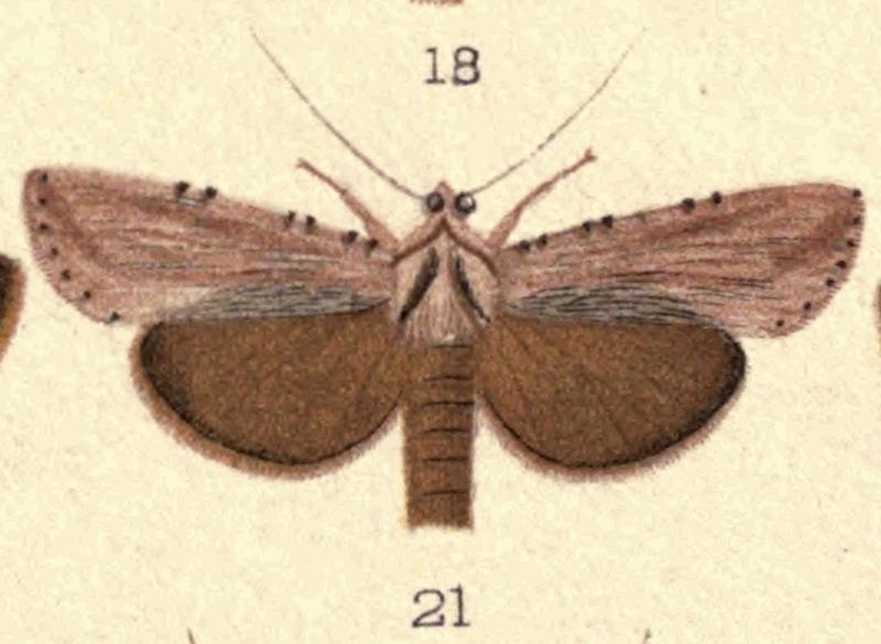 Fig 21 New Zealand Moths and Butterflies (1898) 05 (cropped)