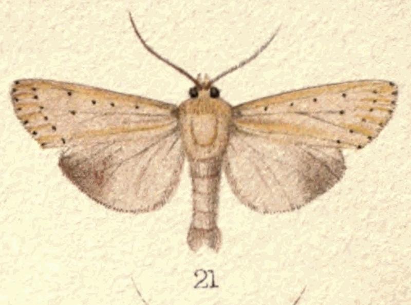 Fig 21 Pl 4 New Zealand Moths and Butterflies (1898) (cropped)