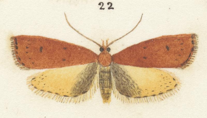 Plate XXV. The butterflies and moths of New Zealand.