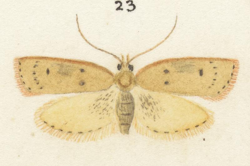 Plate XXV. The butterflies and moths of New Zealand.