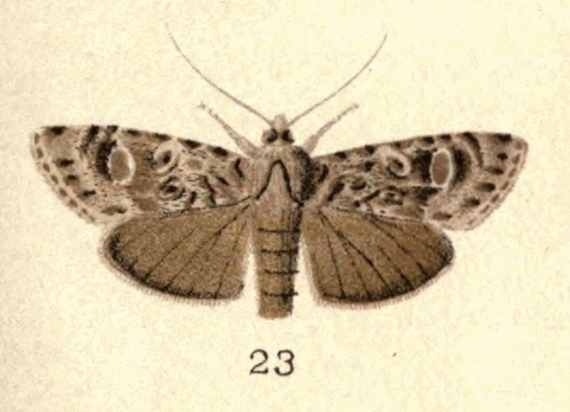 Fig 23 New Zealand Moths and Butterflies (1898) 05 (cropped)