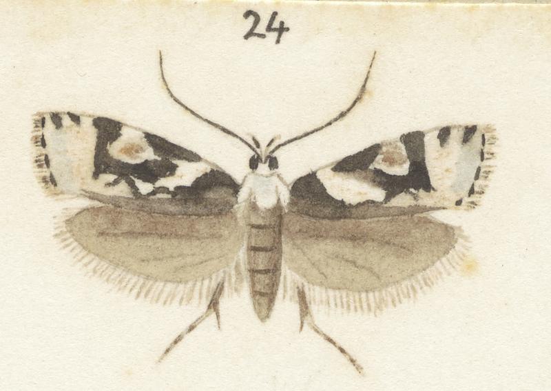 Plate XXV. The butterflies and moths of New Zealand.