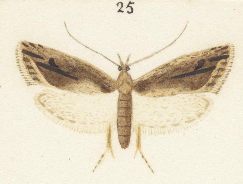 Plate XXV. The butterflies and moths of New Zealand.