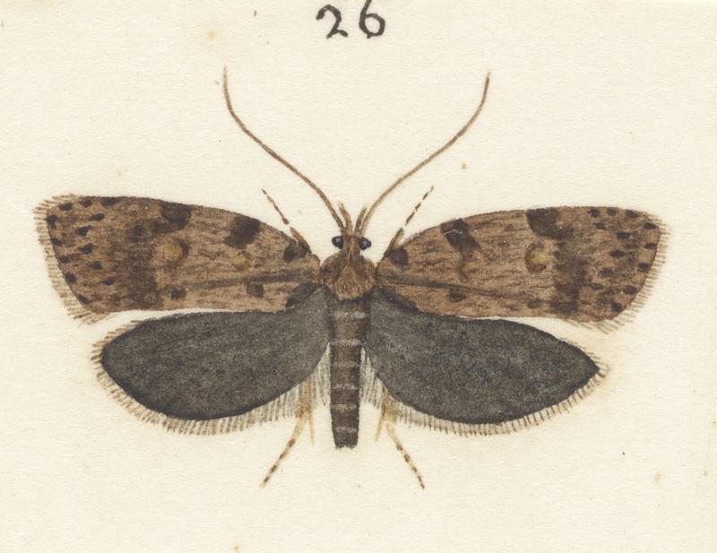 Plate XXV. The butterflies and moths of New Zealand.