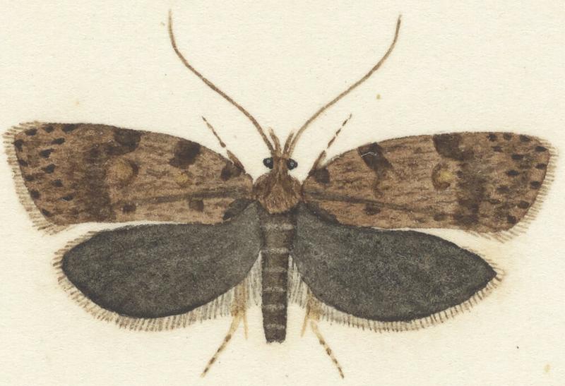 Plate XXV. The butterflies and moths of New Zealand.