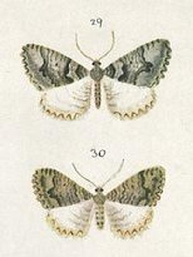 Fig 29 & 30 Plate XLVIII The butterflies & moths of New Zealand (cropped)