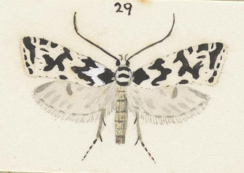 Plate XXV. The butterflies and moths of New Zealand.