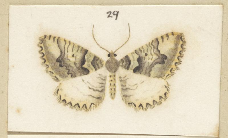 Fig 29 Plate XXXVIII. Male Austrocidaria prionota . The butterflies and moths of New Zealand.