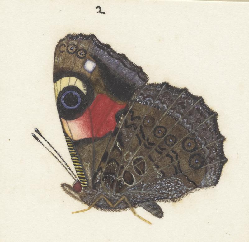 Plate IV. The butterflies and moths of New Zealand.