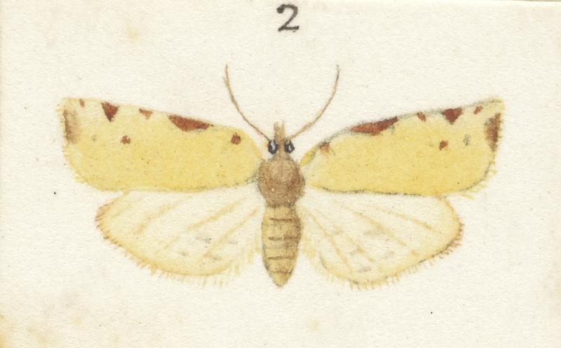 Plate XXV. The butterflies and moths of New Zealand.